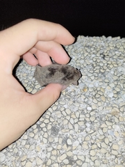 Pipistrellus abramus