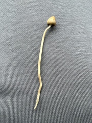 Psilocybe semilanceata