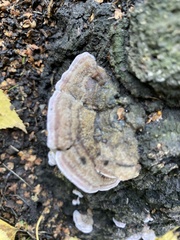 Trichaptum biforme