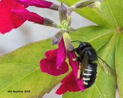 Xylocopa tabaniformis parkinsoniae