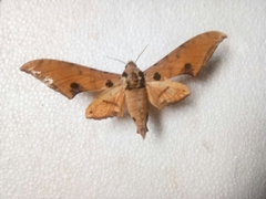 Antheraea
