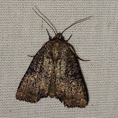 Mesapamea fractilinea