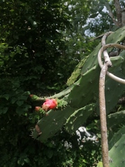 Opuntia karwinskiana