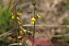 Crotalaria brevis