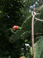 Opuntia karwinskiana