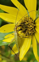 Oecanthus nigricornis