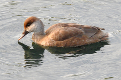 Netta rufina