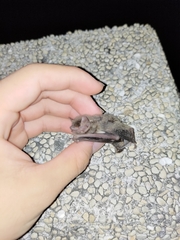 Pipistrellus abramus