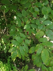 Bursera excelsa
