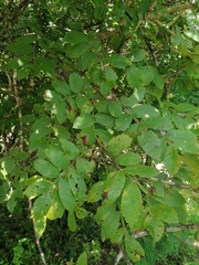 Bursera excelsa