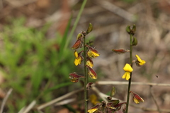 Crotalaria brevis