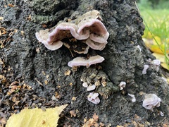 Trichaptum biforme