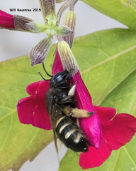 Xylocopa tabaniformis parkinsoniae