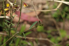 Crotalaria brevis