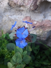 Ceratostigma plumbaginoides