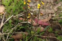 Crotalaria brevis