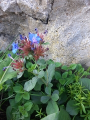 Ceratostigma plumbaginoides