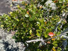 Vaccinium arboreum