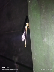 Ceriagrion cerinorubellum