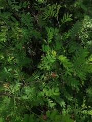 Indigofera suffruticosa