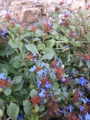 Ceratostigma plumbaginoides