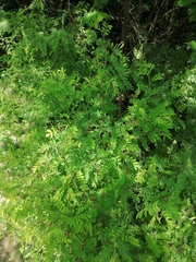 Indigofera suffruticosa