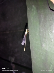 Ceriagrion cerinorubellum