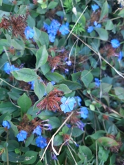 Ceratostigma plumbaginoides