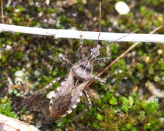 Coranus kerzhneri