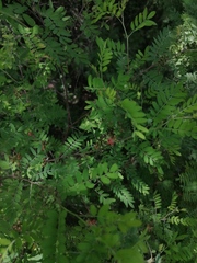 Indigofera suffruticosa