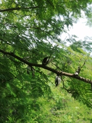 Vachellia campechiana
