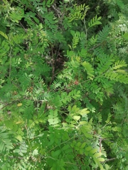 Indigofera suffruticosa