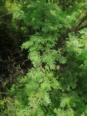 Vachellia campechiana