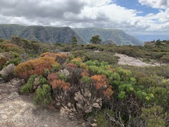 Allocasuarina nana