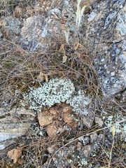 Cladonia foliacea