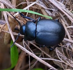 Timarcha tenebricosa