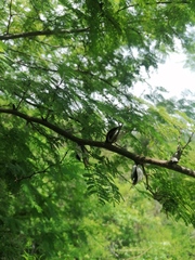 Vachellia campechiana