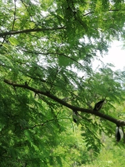 Vachellia campechiana
