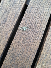 Philodromus margaritatus