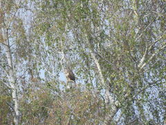 Buteo buteo