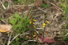 Crotalaria brevis