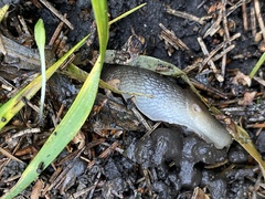 Krynickillus melanocephalus