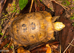 Indotestudo elongata