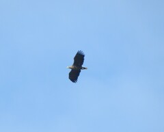Haliaeetus albicilla