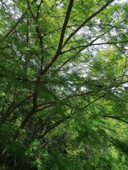 Vachellia campechiana
