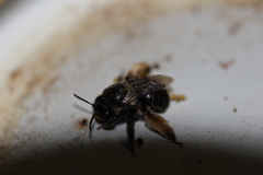 Eucerini