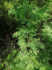 Vachellia campechiana