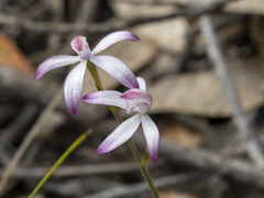 Caladenia clarkiae