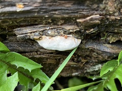 Fomitopsis pinicola