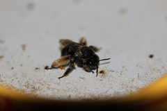 Eucerini